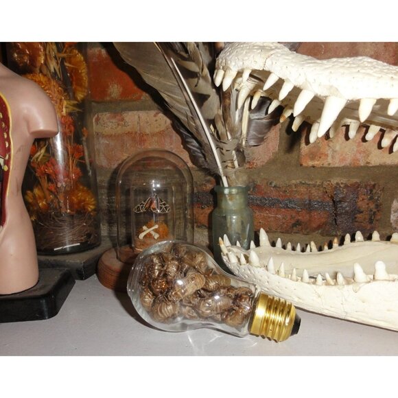 Glass Lightbulb Jar full of 27 Cicada Skins oddity curiosity goth taxidermy - Picture 3 of 16